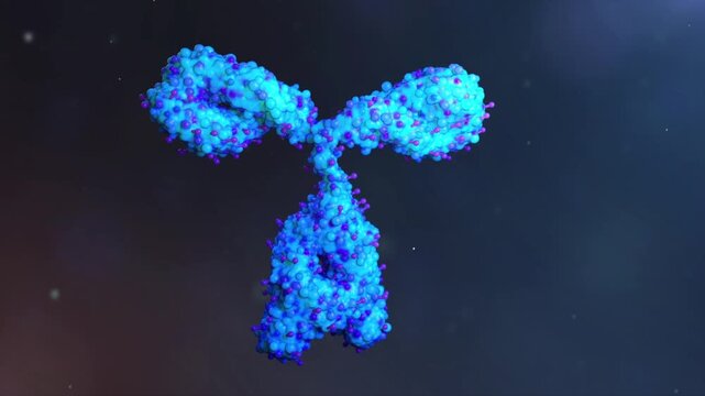 3D molecular model of PD-1 monoclonal antibody showcasing its structure and engineered Fc region. Fc modification enhances therapeutic efficacy. For immunotherapy visualization.