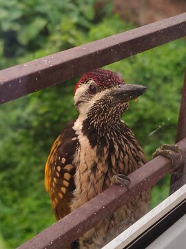 Golden backed woodpecker, The Black -rumped Flameback, Dinopium benghalense 