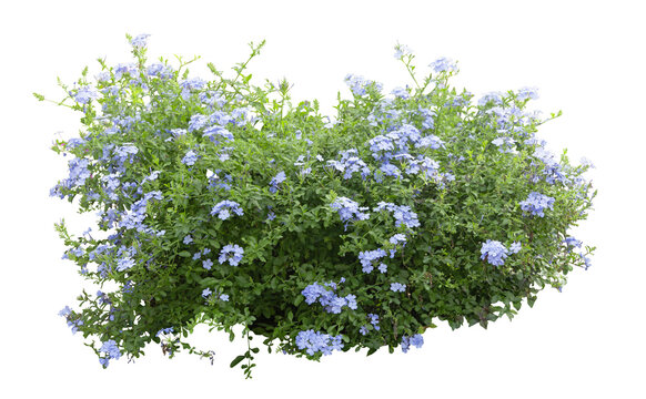 Sky Flower