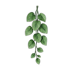 Fototapeta premium Lush Green Monstera Leaves Hanging in Minimalist Natural Elegance Illustration