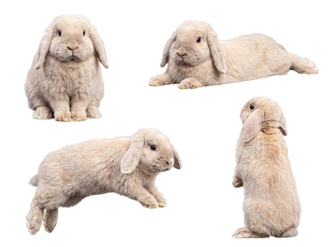 Versatile collection of fawn-colored dwarf lop rabbits captured in various dynamic and static poses.