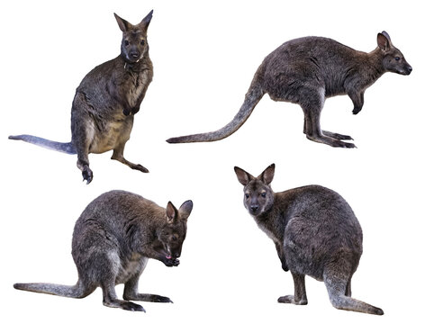 Photograph of four agile swamp wallabies in various natural positions.