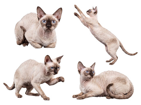 Adorable collection of Devon Rex cats showcasing their distinct curly coats and expressive eyes on transparent.