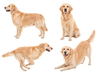 Obraz premium Energetic Golden Retriever dog demonstrating dynamic poses including standing, sitting, running, and playful bowing.