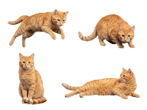 Playful orange tabby cat in various dynamic poses, including jumping, pouncing, sitting, and resting.