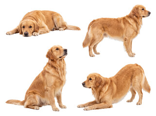 Obraz premium Adorable golden retriever dog photograph featuring charming poses, from serene rest to playful stretching.