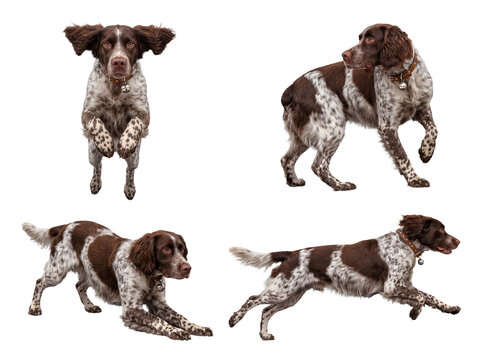 Active English Springer Spaniel dogs captured in dynamic poses, including running and jumping, transparent background.