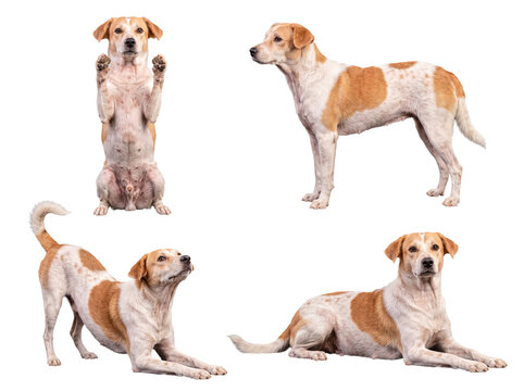 Energetic mixed-breed dog with white and brown fur exhibiting a range of active and endearing poses.