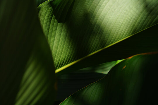 Luxury of Green leaf texture, Tropical botanical nature background with dramatic sunlight and soft shadows.