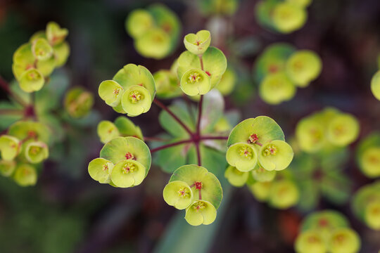 Close-up top view of green Euphorbia flowers with geometric leaf patterns