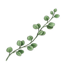 Fototapeta premium Fresh Green Monstera Deliciosa Leaf Branch Isolated on White Background Minimalist Illustration