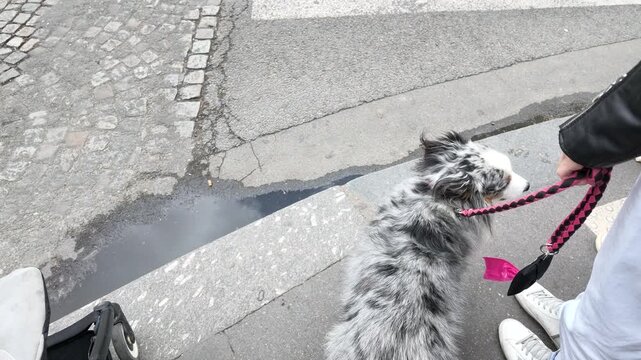 Blue Merle Australian Shepherd Waiting to Cross a Street in Paris