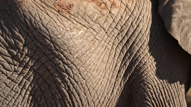 Close up of an African elephants textured skin and ear.