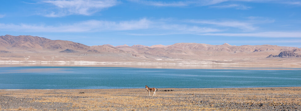 Tibetan wild ass by the lake Stunning scenery of the uninhabited area of the Tibetan Plateau