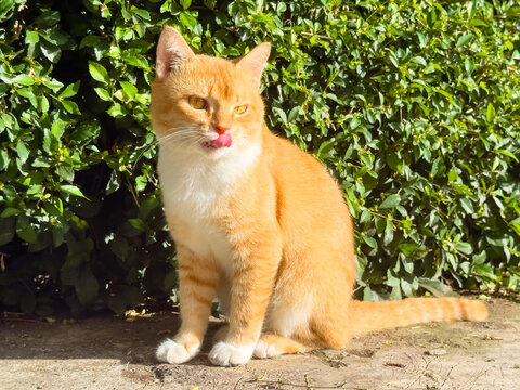 Cute ginger tabby cat sitting outdoors licking its lips in front of lush green bushes