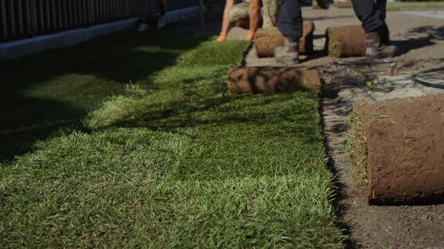 Workers laying sod for new lawn installing turf rolls in garden landscaping.