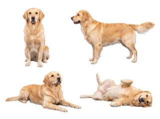Obraz premium Playful golden retriever dog captured in diverse joyful poses, isolated on a clean transparent background.