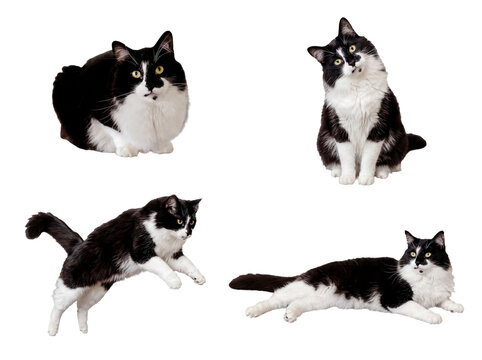 Photograph of four adorable domestic black and white cats captured in various engaging poses on a transparent.