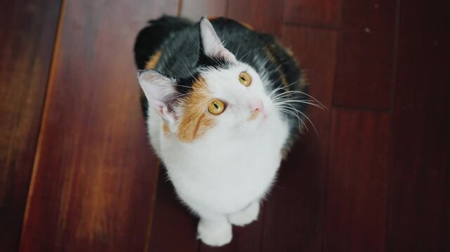 A top down view of a calico cat sitting on a hardwood floor looking around with big bright yellow eyes.