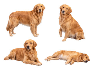 Fototapeta premium Collection of four adorable golden retriever dogs showcasing various natural poses including standing, sitting.