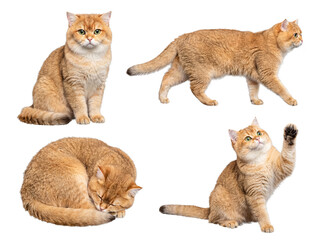 Naklejka premium Graceful golden British Shorthair cats in various dignified poses, isolated on a transparent background.