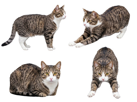 Photograph of four domestic tabby cats in different playful poses.