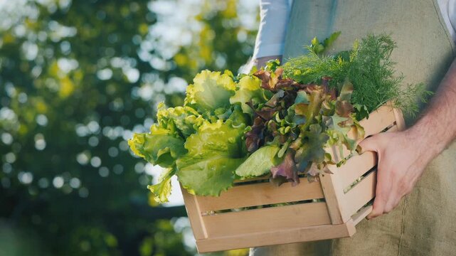 Close up shot of farmer in apron holding wooden box with fresh green lettuce and dill on sunny day in slow motion.