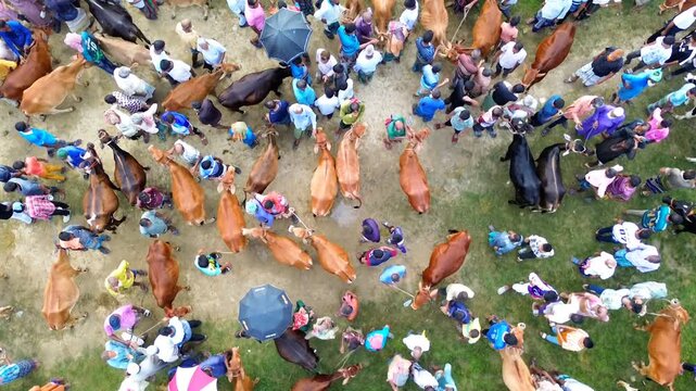 Thousands of people crowd a massive Eid-ul-Adha cattle market in Joypurhat, where hundreds of cows, goats, are traded ahead of Bangladesh's 28 mayfestival of sacrifice.