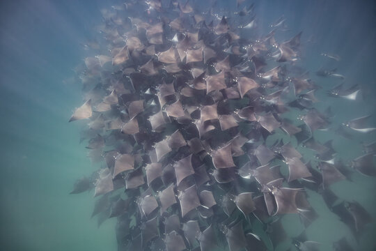 Beautiful swarm of mobulas in Sea of Cortez