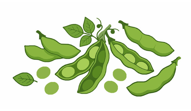 Fresh green fava beans in pods with leaves vector illustration