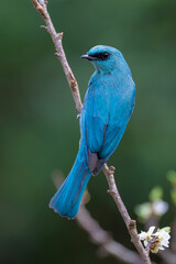 Obraz premium Asian Fairy-bluebird in a park in Ho Chi Minh City, Vietnam.