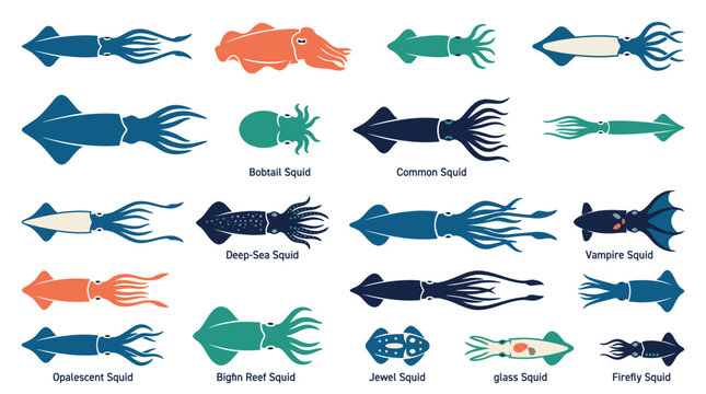Cephalopod species and squid variety icons set featuring various marine mollusks.