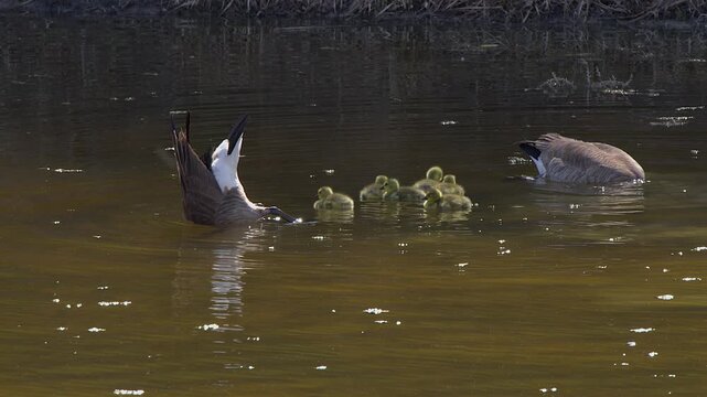 Canada goose parent with fluffy little goslings dabbles for pond food