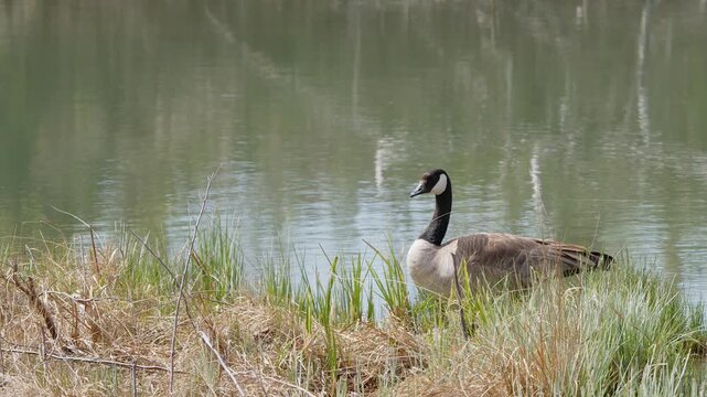 Lone Canada goose stands at grassy edge of wetland marsh, napping