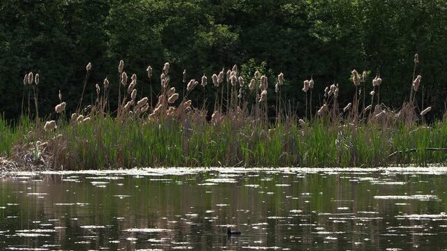 Wide angle wetland marsh scene: Coot swimming by fluffy cattails