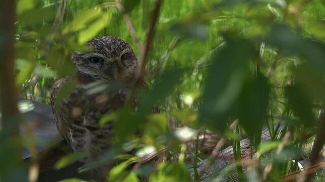 Cute little Burrowing owl hidden in undergrowth looks toward camera