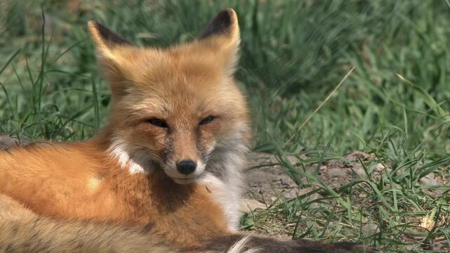 Relaxed red fox in boreal forest meadow looks directly at camera