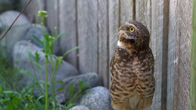 Burrowing owl standing beside rustic barn looks up, then at camera