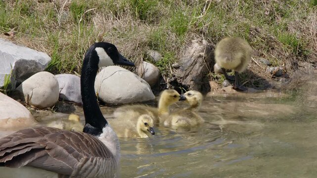 Gosling siblings quarrel, others dabble under watch of mother goose