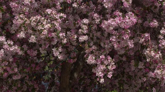 Bright pink blossoms adorn crab apple tree in full spring bloom