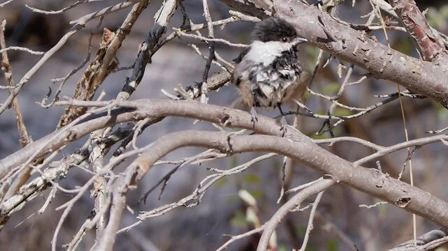 Tiny fledgling Chickadee bird moults from messy down to adult plumage