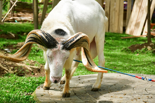 A white male Garut sheep stands in a green agricultural area with a natural backdrop. The concept of livestock, farming, and pets in a rural setting.