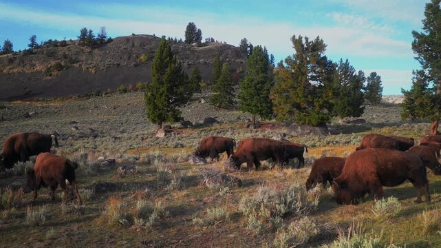 Wild buffalo American Bison nature wildlife animals Yellowstone National Park Wyoming Buffalo Herd grazing fall autumn Old Faithful Geyser Basin Grand Loop drive landscape hillside valley left motion