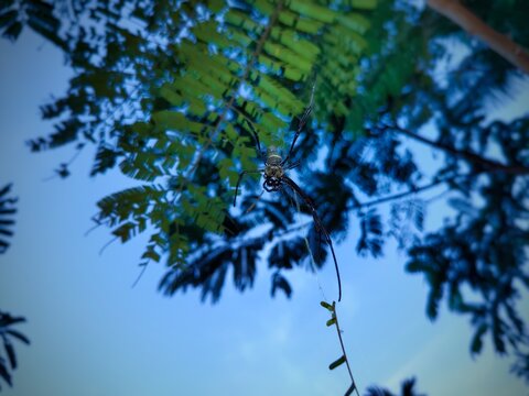 A golden web weaver spider (Nephila pilipes) against a backdrop of leaves and a cloudy sky at dusk.