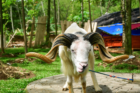 A white male Garut sheep stands in a green agricultural area with a natural backdrop. The concept of livestock, farming, and pets in a rural setting.