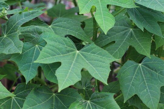 Close-up view of vibrant green Jatropha curcas leaves with intricate vein patterns