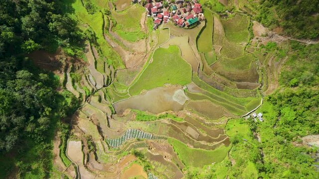 Aerial reveal descends over Bangaan, small traditional Ifugao village nestled among curved rice terraces with flooded paddies, seedling nurseries and tropical forest in Banaue