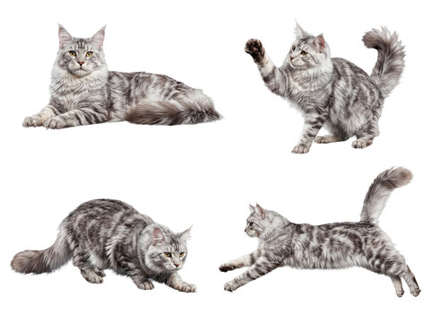 Adorable silver tabby Maine Coon cats in various active and resting poses, perfect for pet-themed designs.