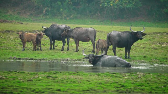 A cinematic shot of a wild water buffalo herd with calves grazing in a lush green meadow by a river in India. Authentic wildlife behavior in a sustainable ecosystem.