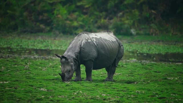 A cinematic shot of a majestic Indian rhinoceros grazing in the green marshes of Kaziranga National Park, India. Captures authentic wildlife behavior and sustainability in nature.
